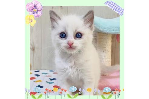 成約済の大阪府のラグドール-20532