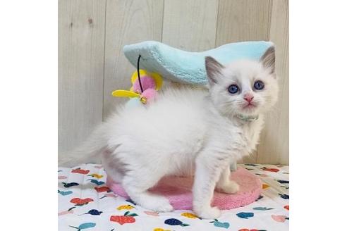 成約済の大阪府のラグドール-20532の5枚目