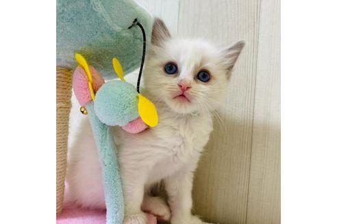 成約済の大阪府のラグドール-20532の2枚目