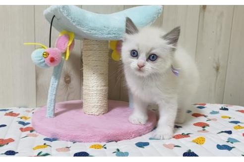 成約済の大阪府のラグドール-20533の2枚目