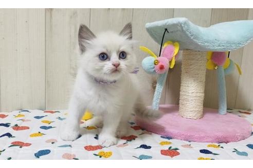 成約済の大阪府のラグドール-20533の4枚目