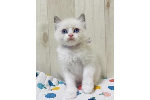 成約済の大阪府のラグドール-20533の5枚目