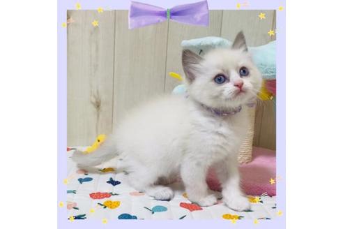 成約済の大阪府のラグドール-20533