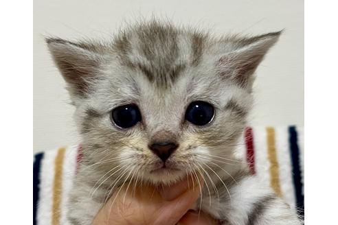 成約済の神奈川県のマンチカン-20534の1枚目