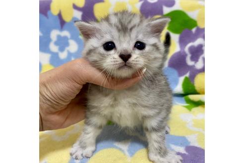 成約済の神奈川県のマンチカン-20535の4枚目