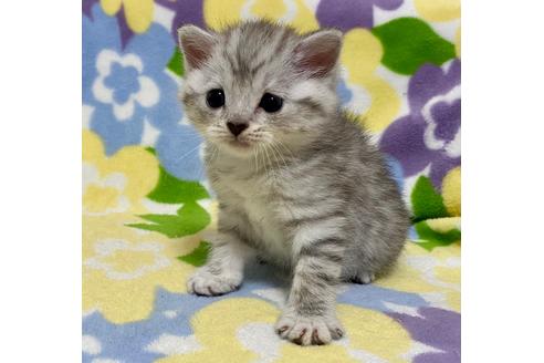 成約済の神奈川県のマンチカン-20535の2枚目