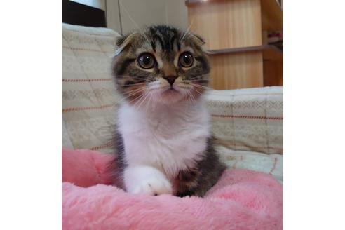 成約済の愛知県のスコティッシュフォールド-20557の2枚目