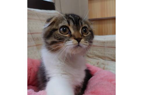 成約済の愛知県のスコティッシュフォールド-20557の1枚目