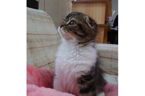 成約済の愛知県のスコティッシュフォールド-20557の3枚目