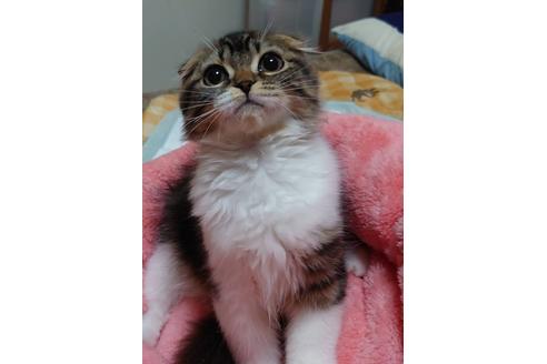 成約済の愛知県のスコティッシュフォールド-20557の5枚目