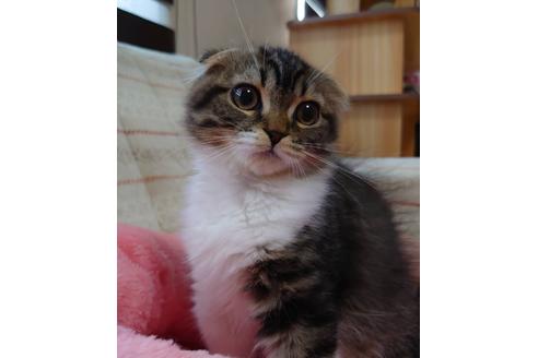 成約済の愛知県のスコティッシュフォールド-20557の4枚目