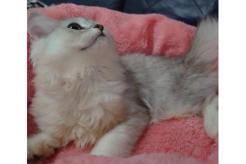 成約済の愛知県のペルシャ(チンチラ)-20556の4枚目
