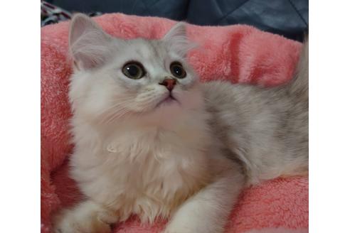 成約済の愛知県のペルシャ(チンチラ)-20556の5枚目
