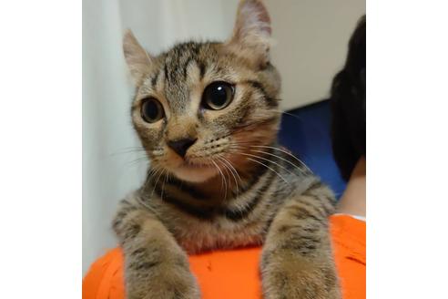 成約済の愛知県のマンチカン-20555の2枚目