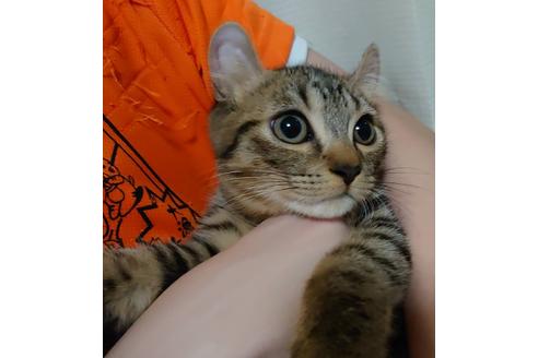 成約済の愛知県のマンチカン-20555の5枚目