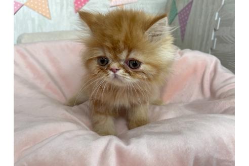 京都府のエキゾチックショートヘア 男の子 21 11 06生まれ レッドタビー 子猫id 571 子猫ブリーダーナビ