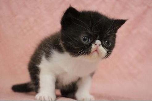 東京都のエキゾチックショートヘア 男の子 21 12 18生まれ むすっとしたお顔可愛らしい男の子です 子猫id 607 子猫ブリーダーナビ