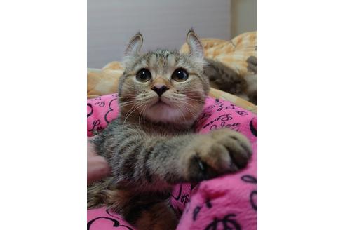 成約済の愛知県のマンチカン-18762の5枚目