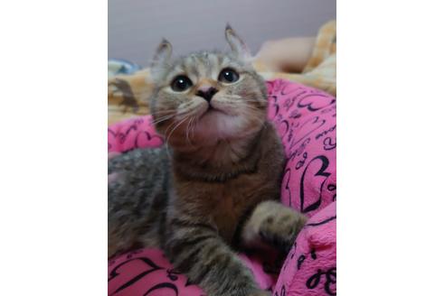 成約済の愛知県のマンチカン-18762の4枚目