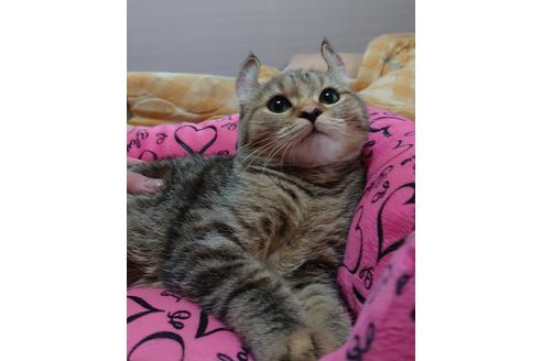 成約済の愛知県のマンチカン-18762の3枚目