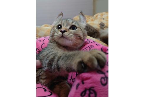 成約済の愛知県のマンチカン-18762