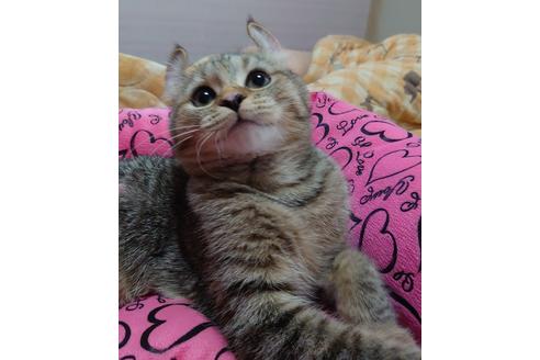 成約済の愛知県のマンチカン-18762の2枚目