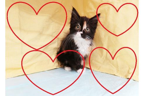 成約済の東京都のマンチカン-20623の1枚目