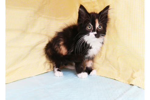 成約済の東京都のマンチカン-20623の2枚目