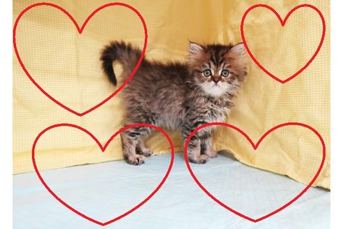 成約済の東京都のペルシャ-20622の1枚目