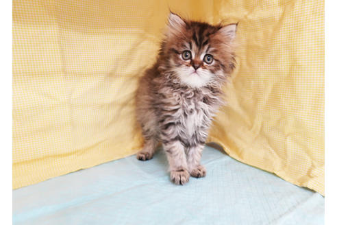 成約済の東京都のペルシャ-20622の2枚目