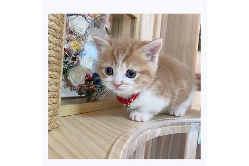 成約済の長野県のマンチカン-20689の3枚目