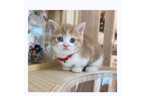 成約済の長野県のマンチカン-20689の2枚目