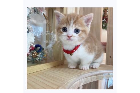 成約済の長野県のマンチカン-20689の1枚目