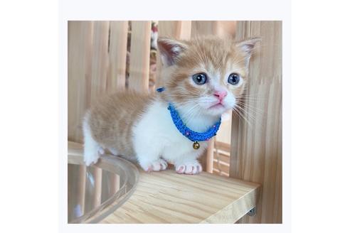 成約済の長野県のマンチカン-20690の3枚目