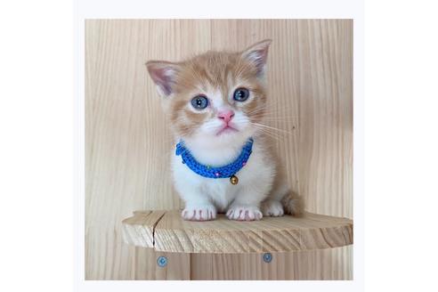 成約済の長野県のマンチカン-20690の4枚目