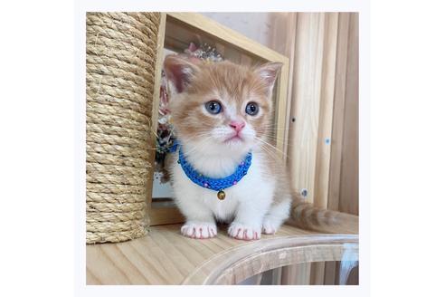 成約済の長野県のマンチカン-20690の1枚目