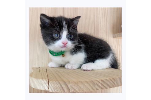 成約済の長野県のマンチカン-20691の5枚目