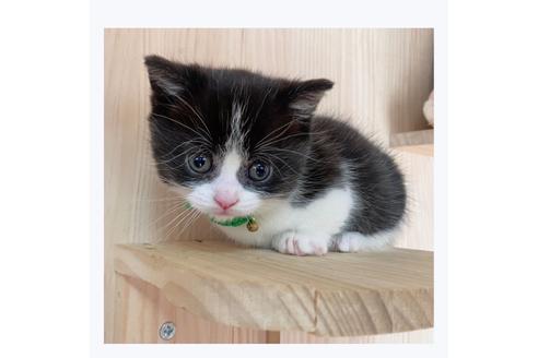 成約済の長野県のマンチカン-20691の2枚目