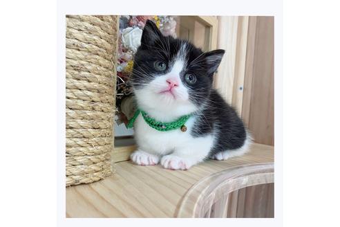 成約済の長野県のマンチカン-20691の4枚目