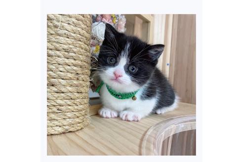 成約済の長野県のマンチカン-20691の1枚目