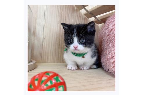 成約済の長野県のマンチカン-20691の3枚目