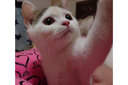 成約済の愛知県のスコティッシュフォールド-20063の1枚目