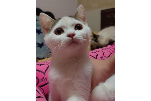 成約済の愛知県のスコティッシュフォールド-20063の5枚目