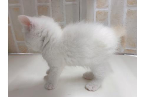 成約済の東京都のマンチカン-20327の10枚目