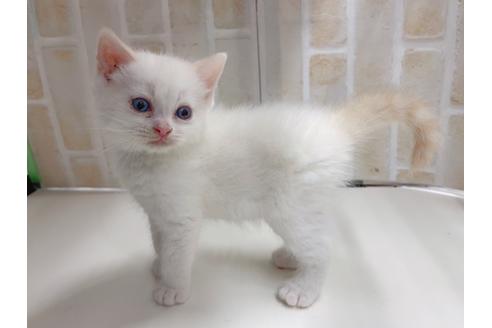 成約済の東京都のマンチカン-20327の2枚目