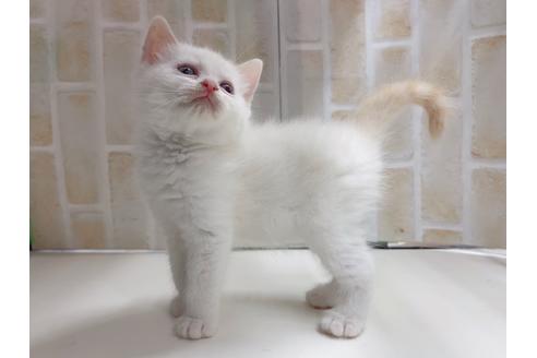 成約済の東京都のマンチカン-20327の3枚目