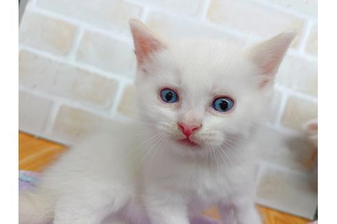 成約済の東京都のマンチカン-20327の4枚目