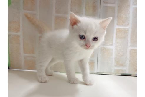 成約済の東京都のマンチカン-20327の6枚目