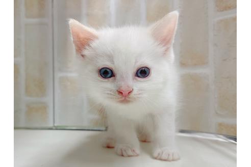 成約済の東京都のマンチカン-20327の1枚目