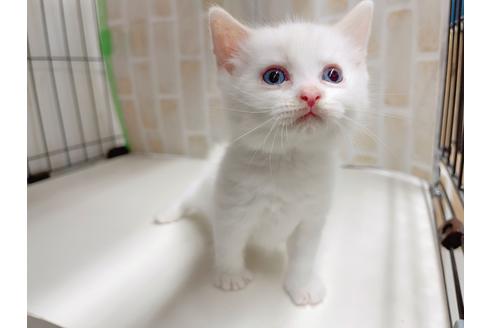 成約済の東京都のマンチカン-20327の7枚目